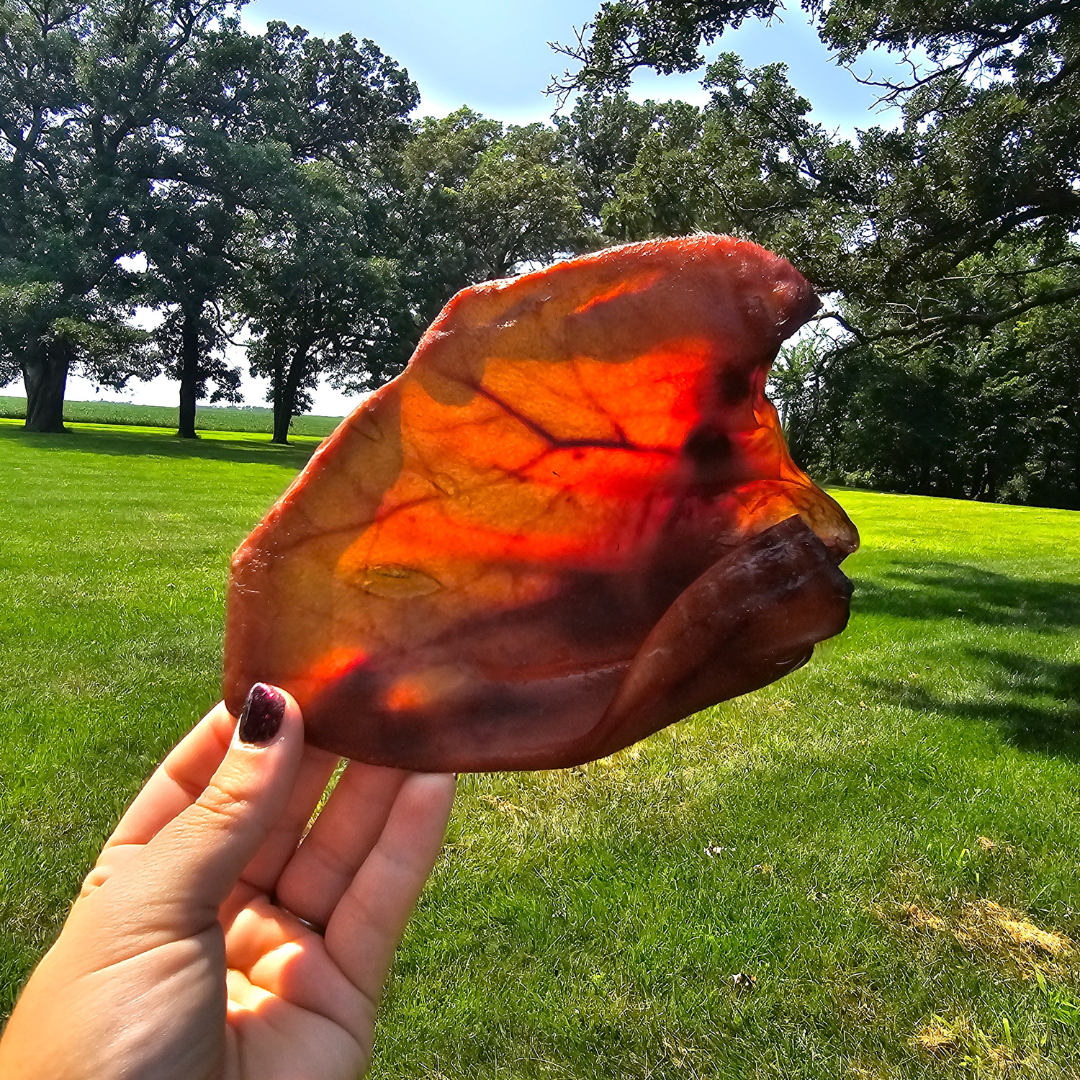 Pig Ears