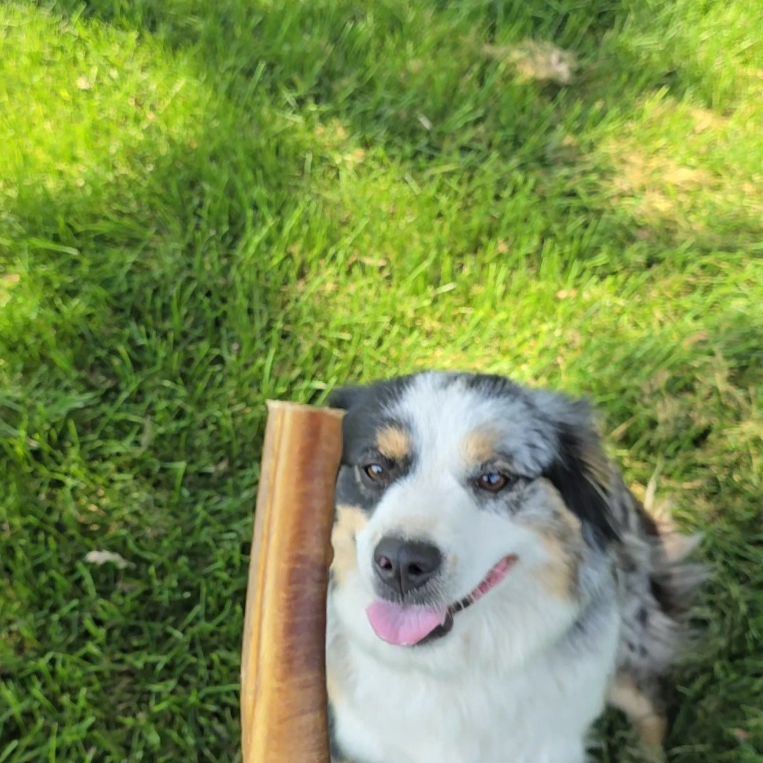 Bully Sticks