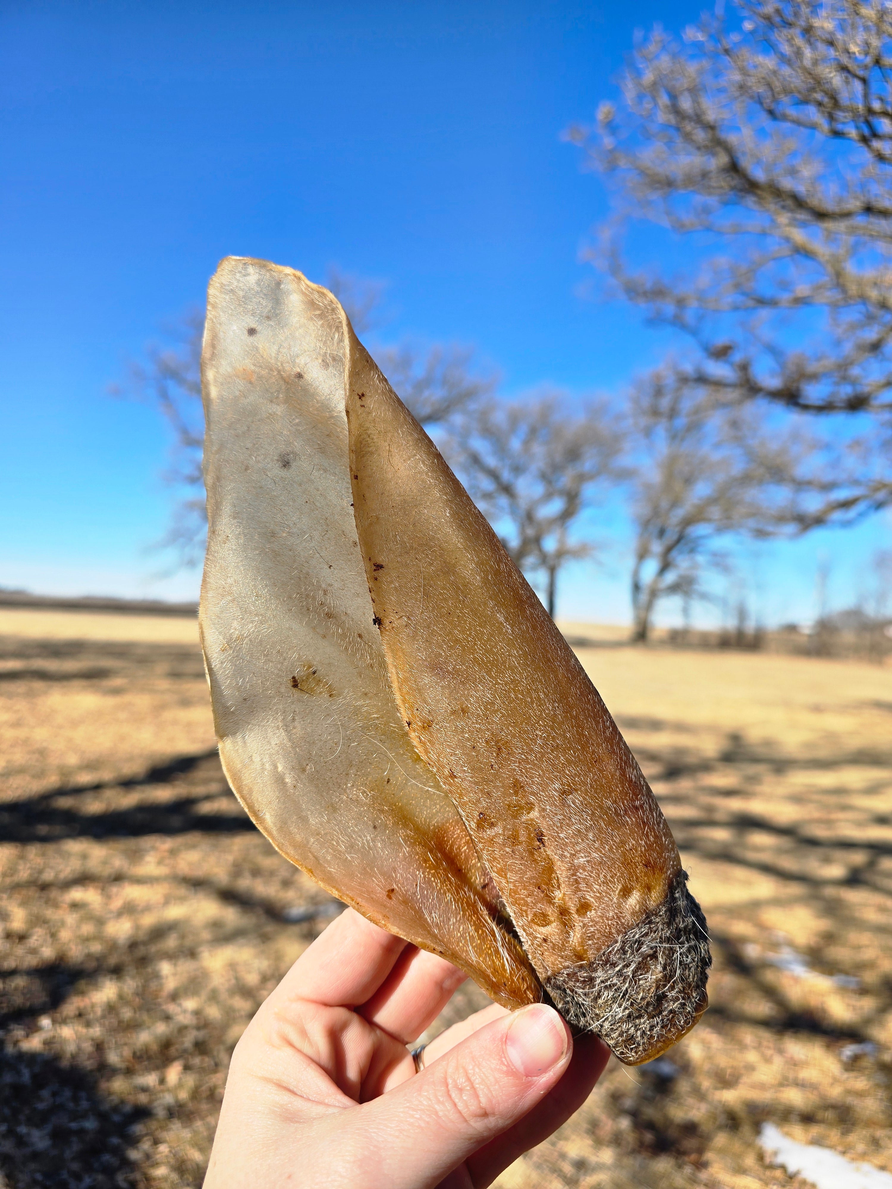 Cow Ears
