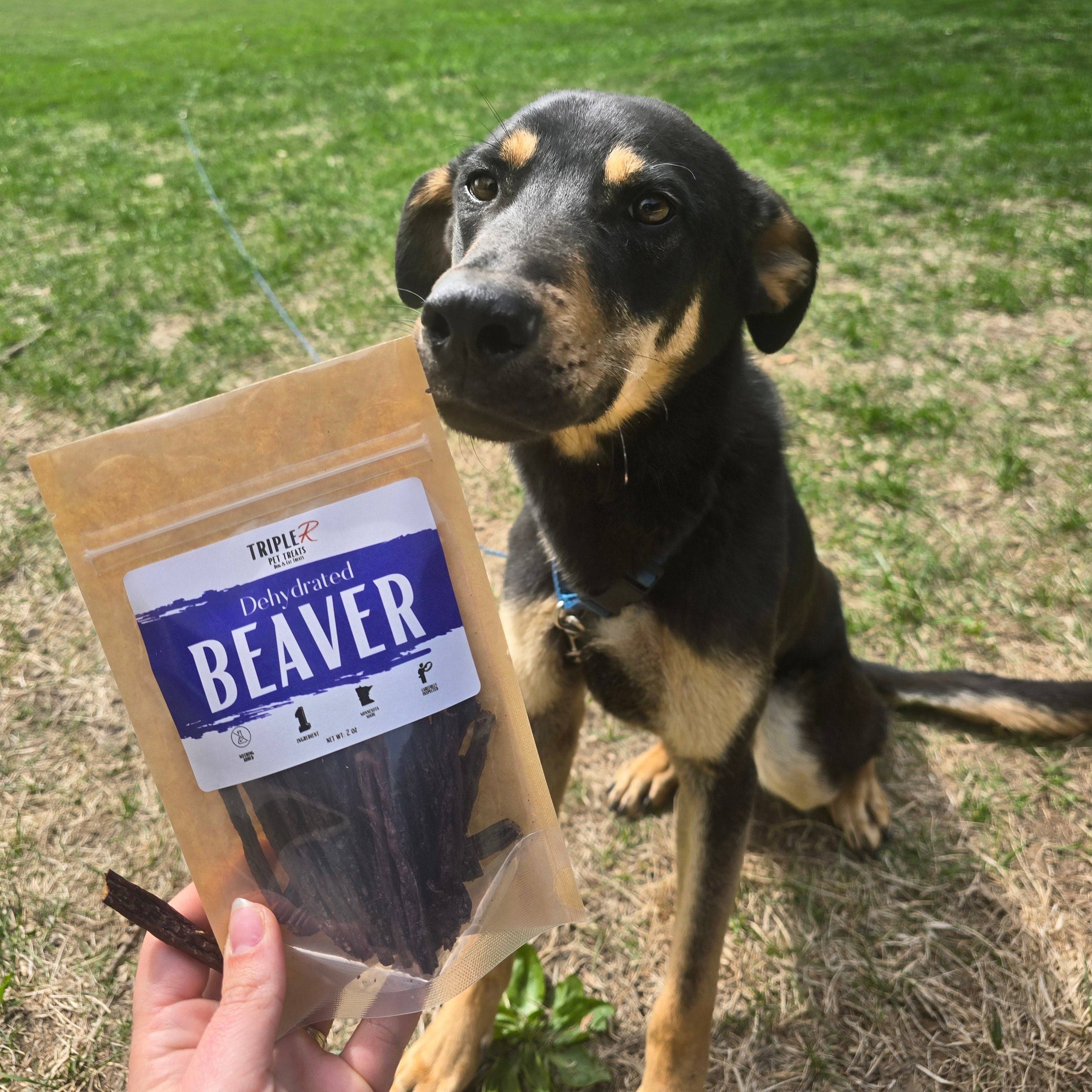 Dehydrated Beaver