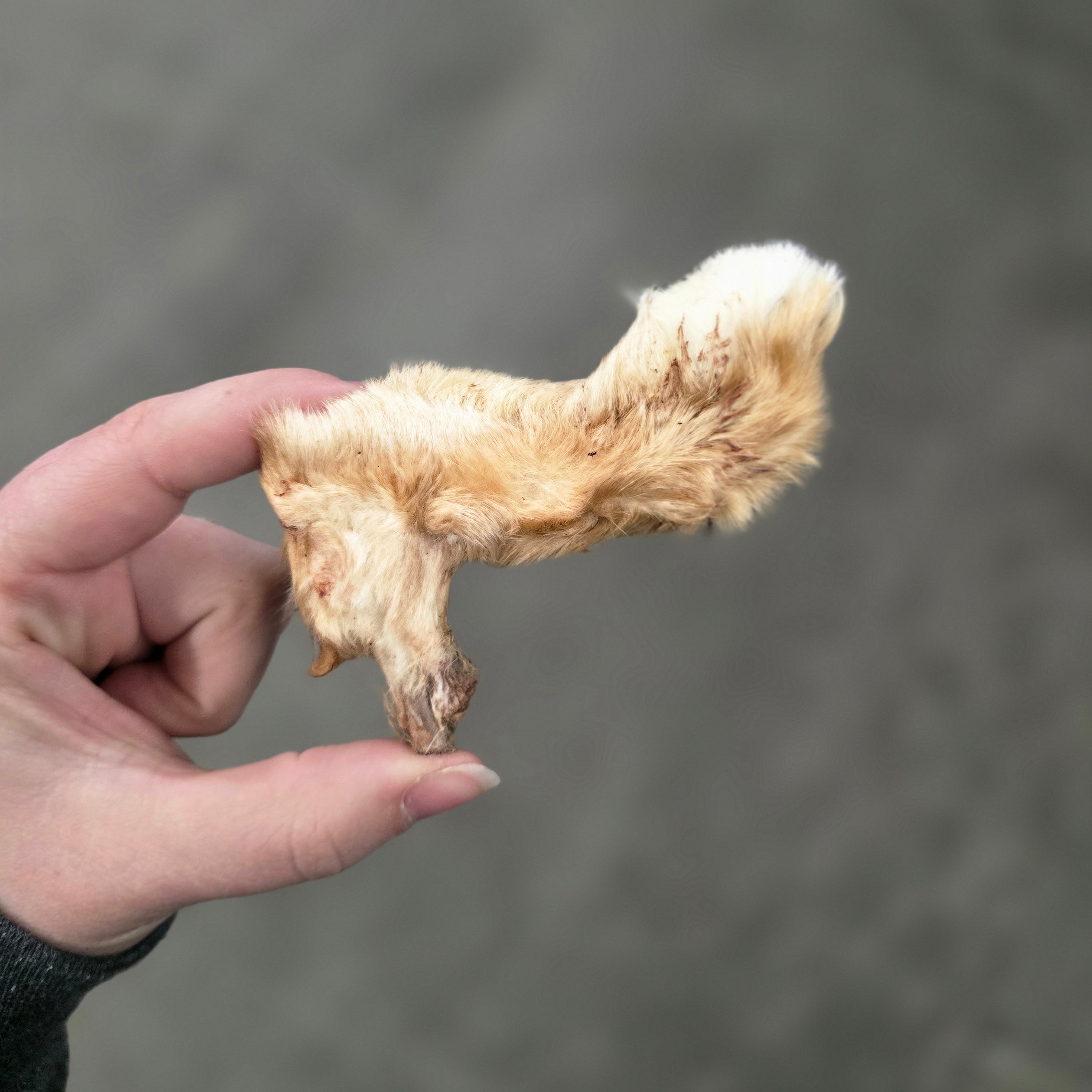Rabbit Foot, Dehydrated