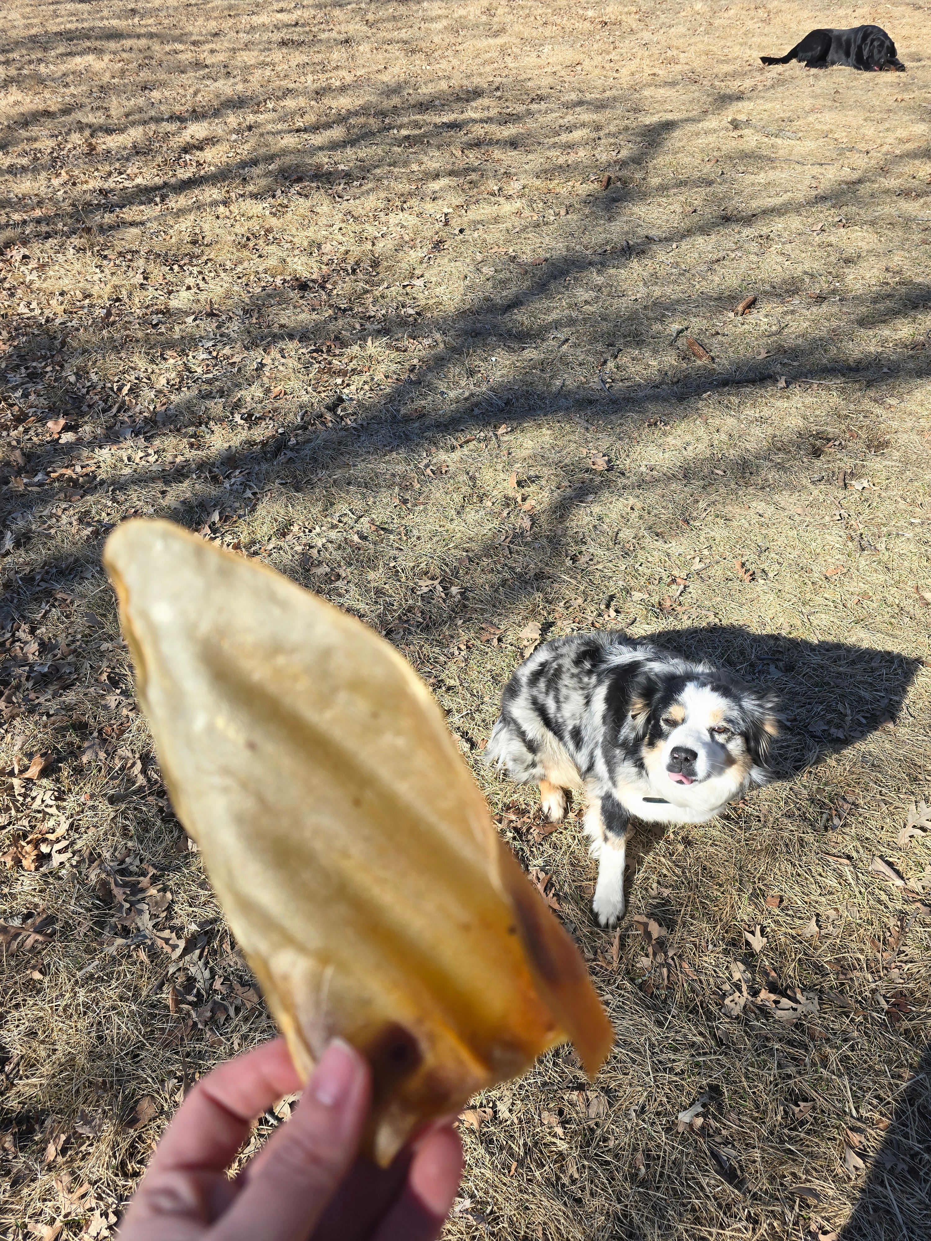 Cow Ears