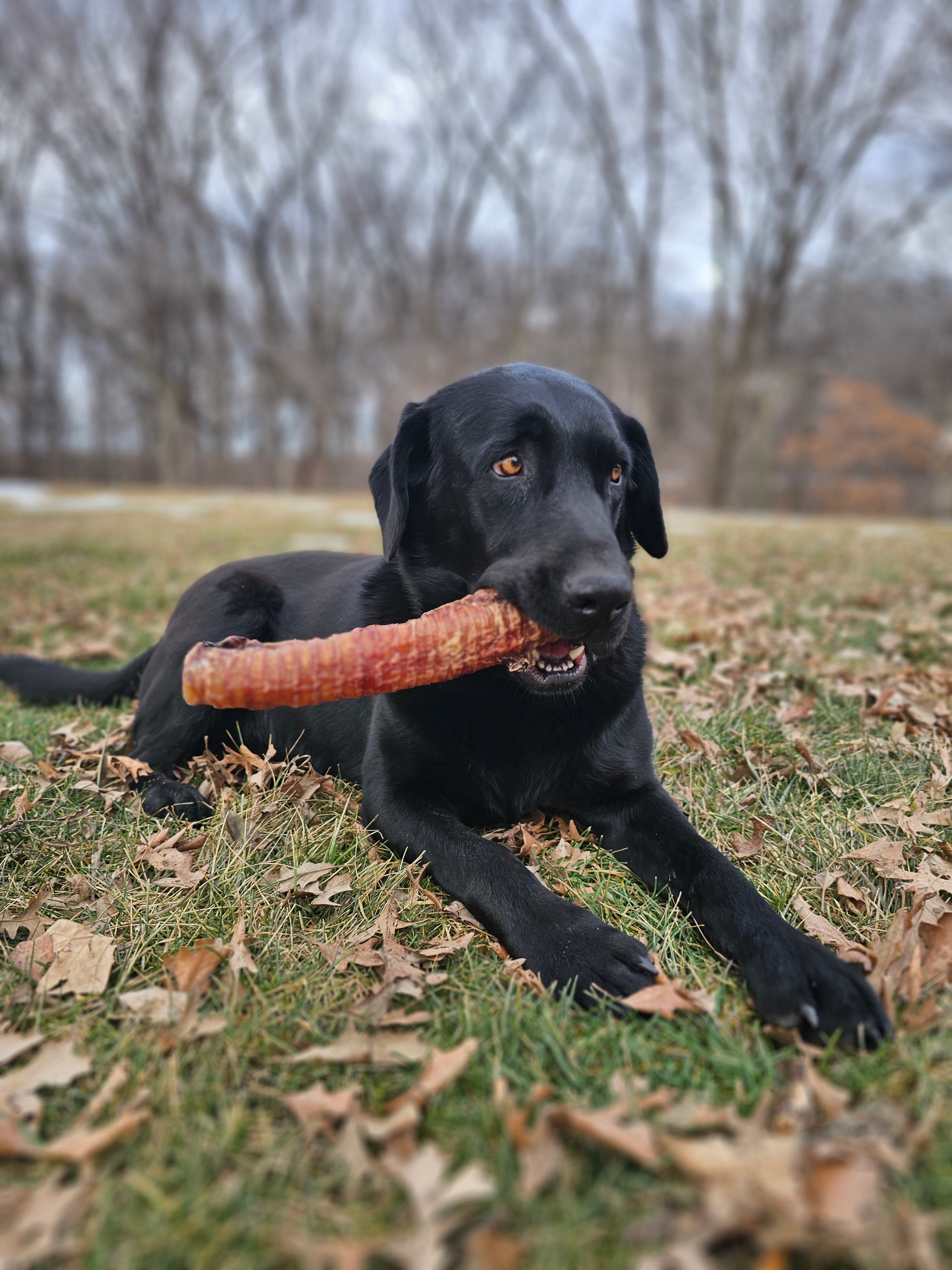 Dehydrated Beef Trachea