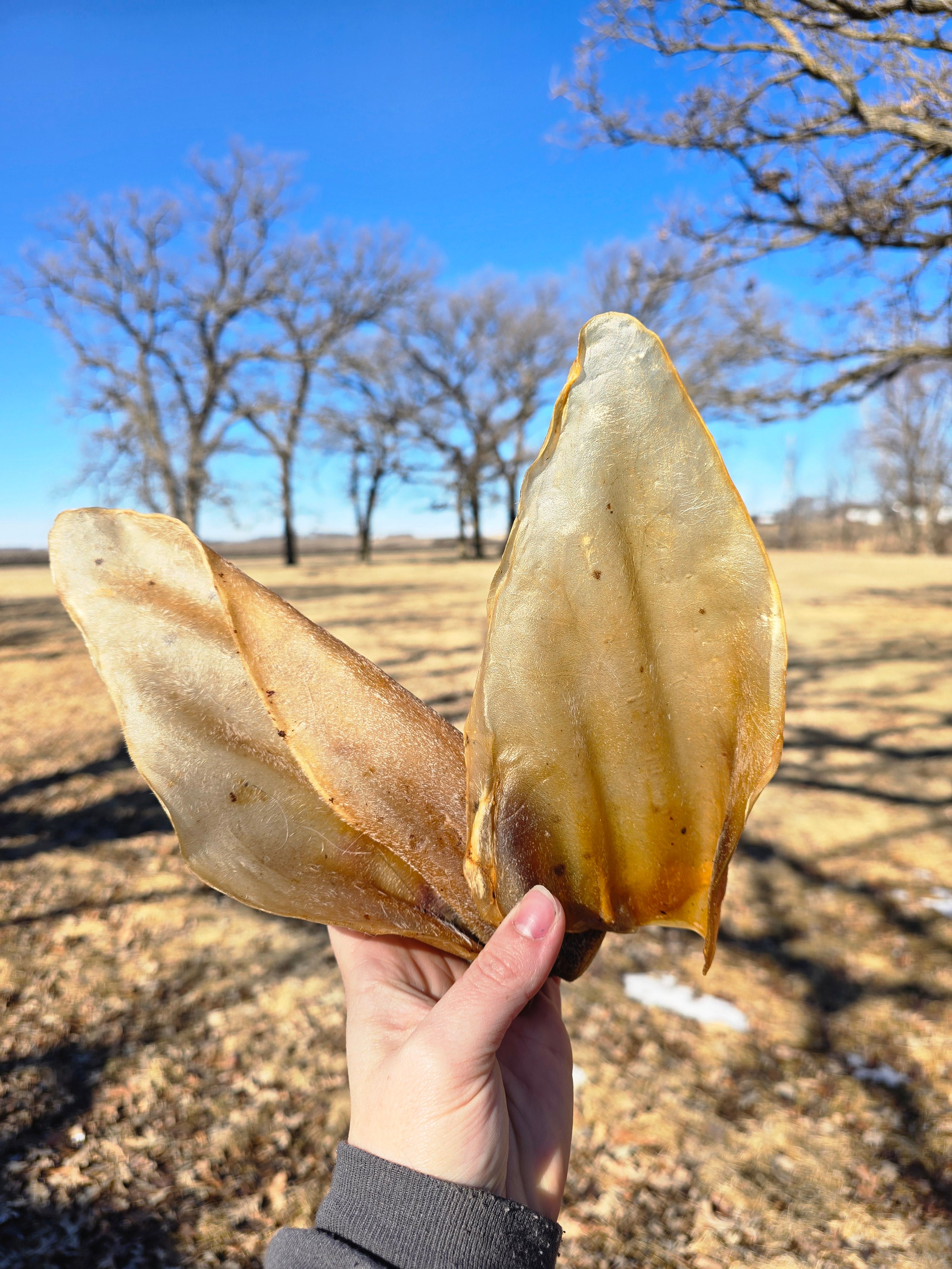 Cow Ears
