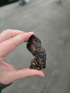 Chicken Liver Whole, Dehydrated